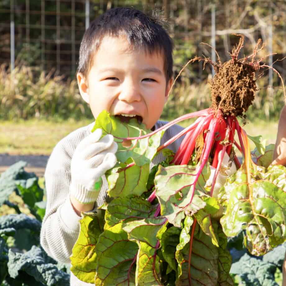 野菜を収穫する子供
