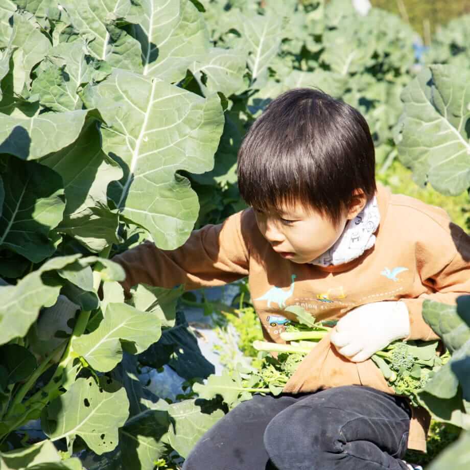 野菜を収穫する子供