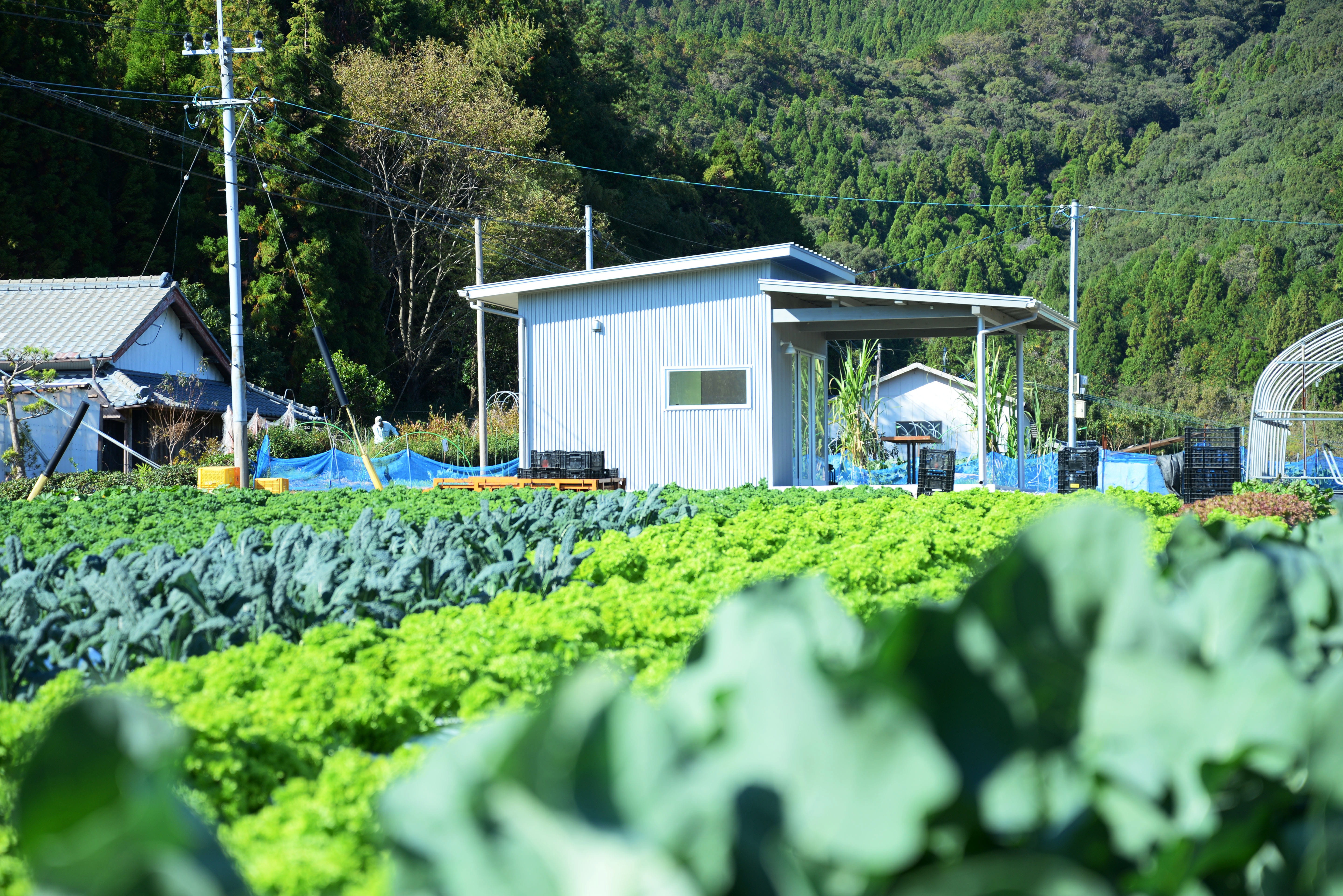 ひなベジFarm