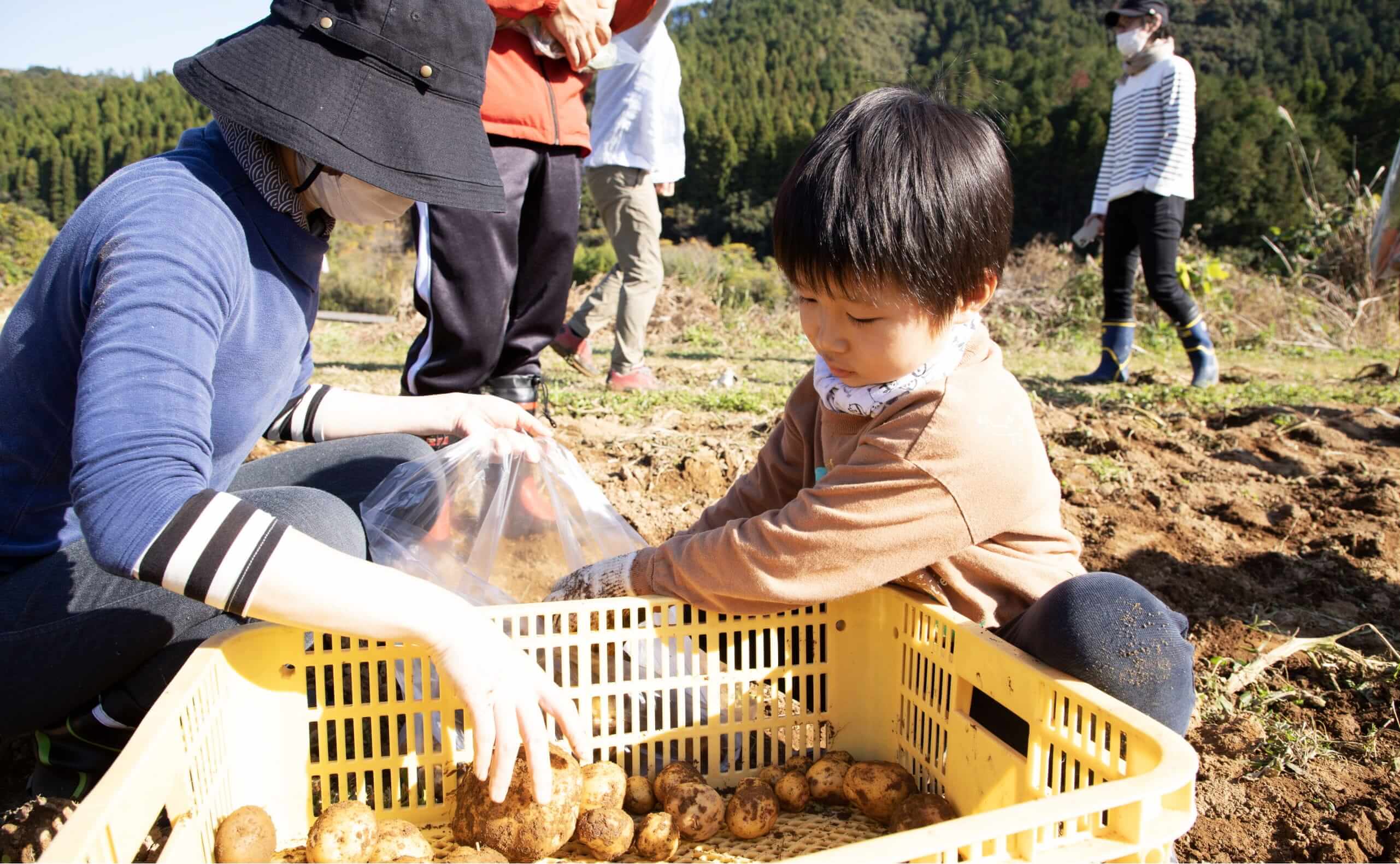 ジャガイモの収穫作業をする親子