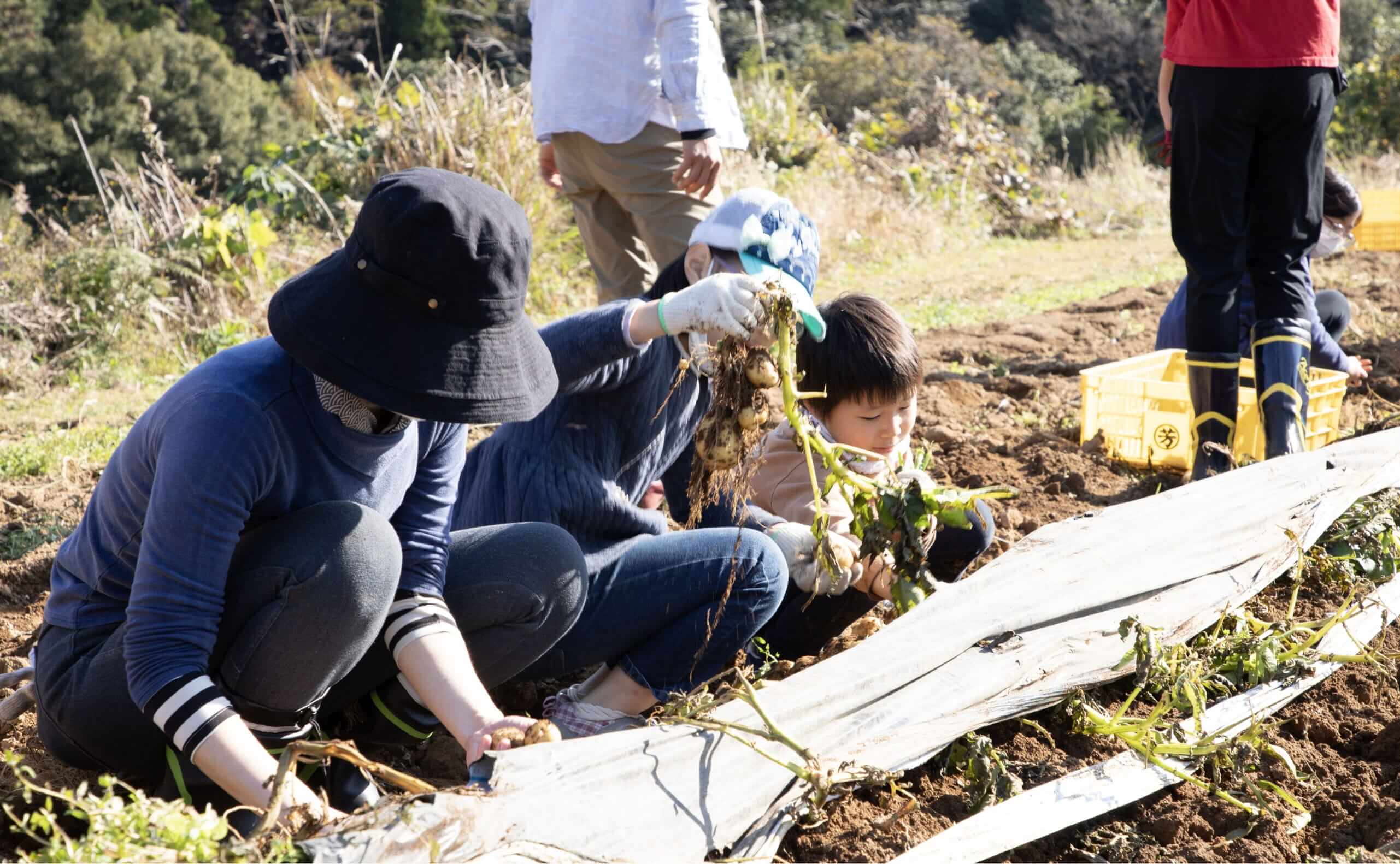 ジャガイモの収穫作業をする親子