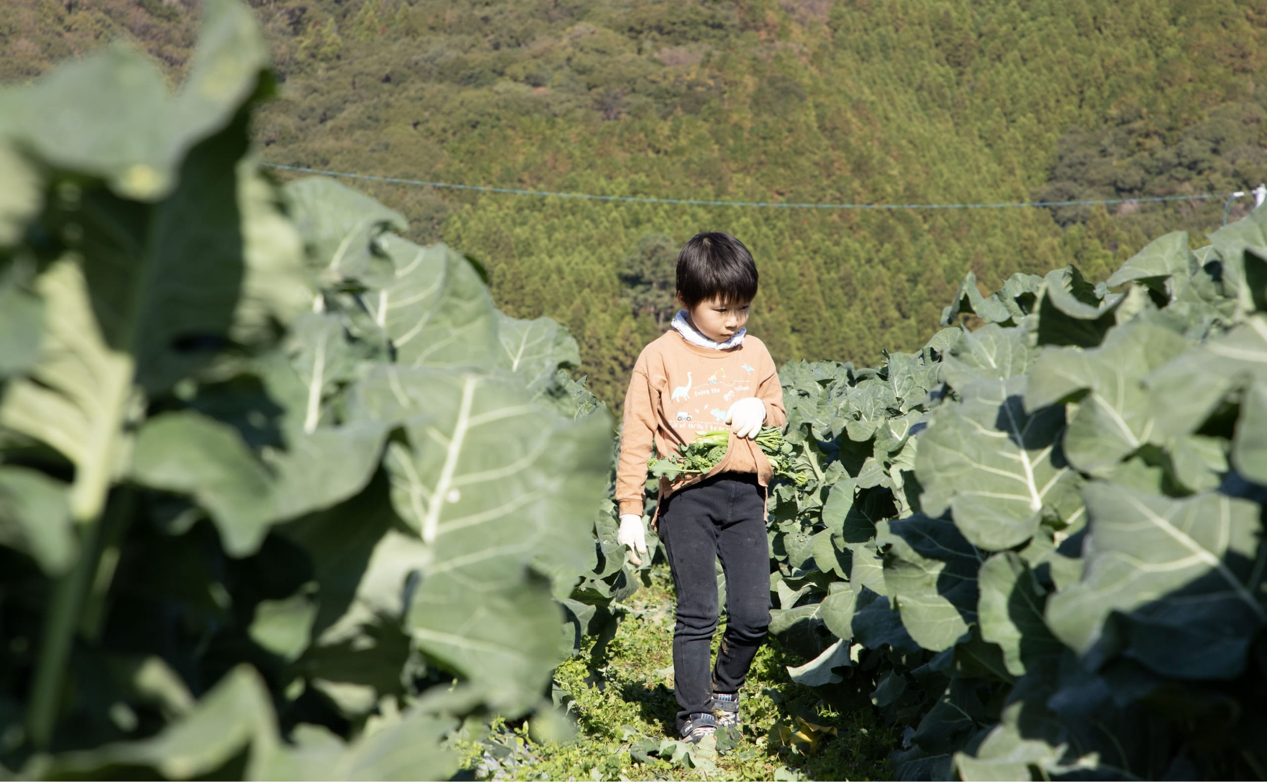 野菜畑の子供