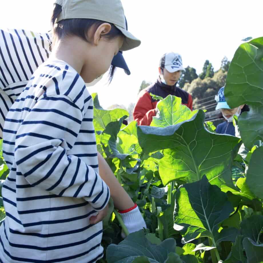 野菜を収穫する子供