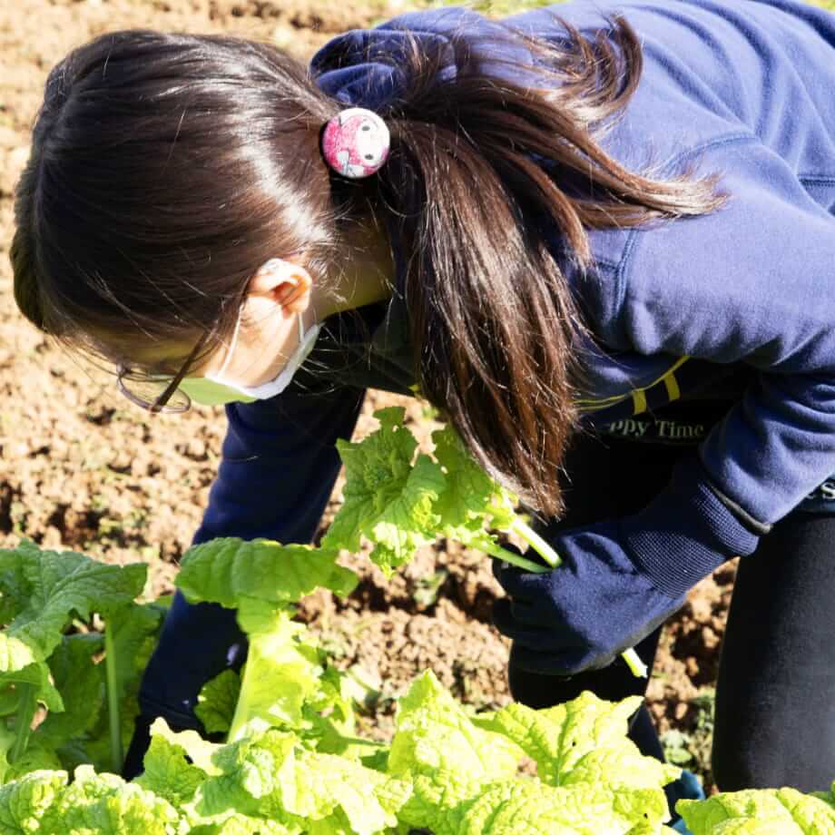 野菜を収穫する子供