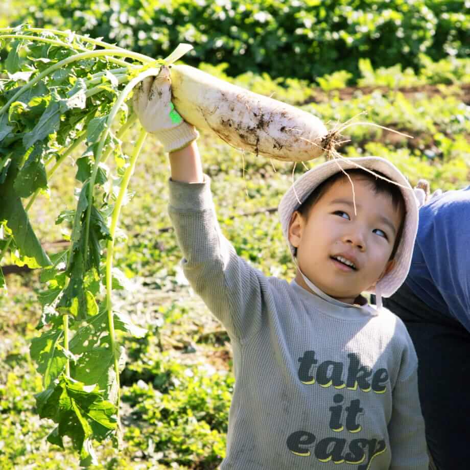 野菜を収穫する子供